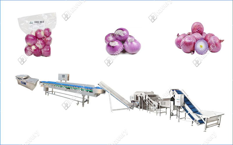 onion cleaning line