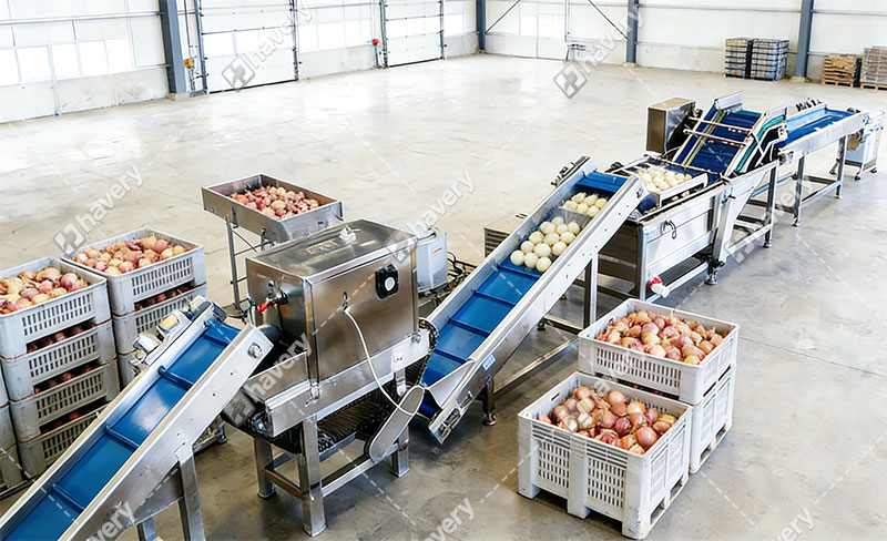 onion powder production details in factory