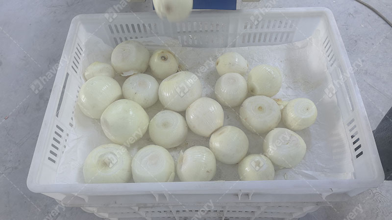 Industrial Onion Peeling And Root Cutting Machine For Dried Onion Skin Clean peeled and root cutted onion